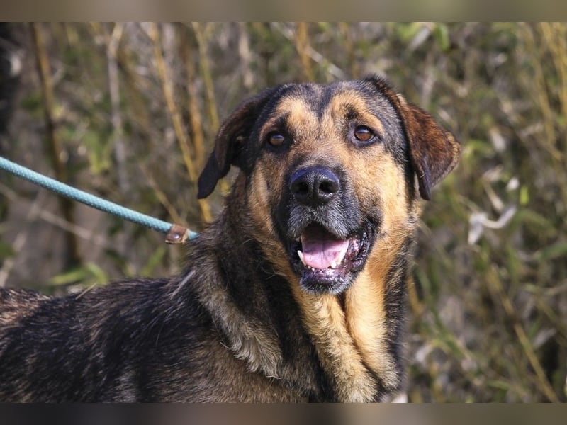 Maxi ~ Sanft und lieb ~ warum auf Straße ausgesetzt ?