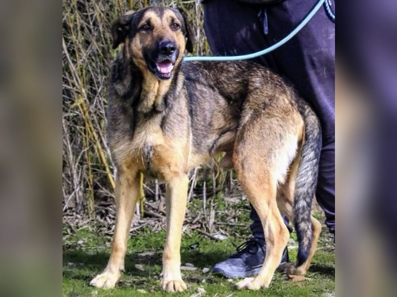 Maxi ~ Sanft und lieb ~ warum auf Straße ausgesetzt ?