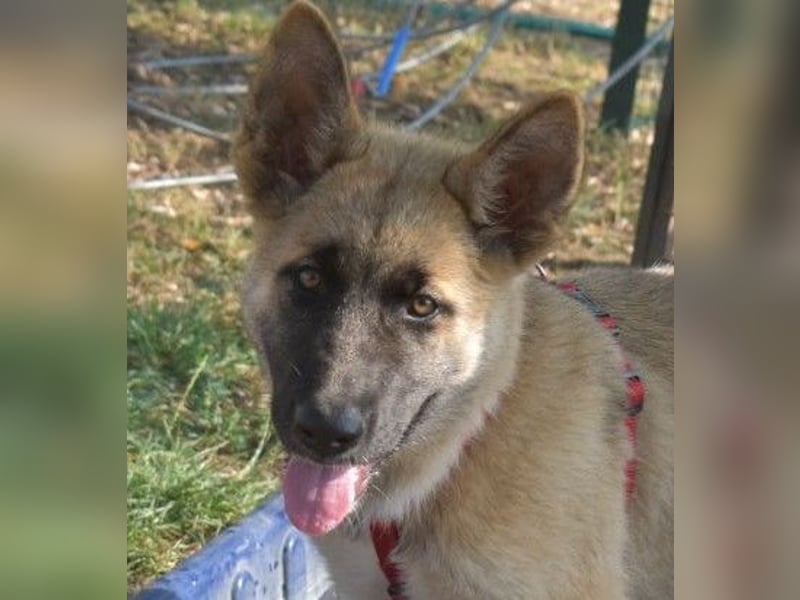 Alice - Energiebündel