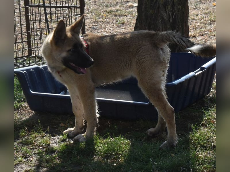 Alice - Energiebündel