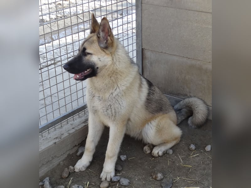 Alice - Energiebündel