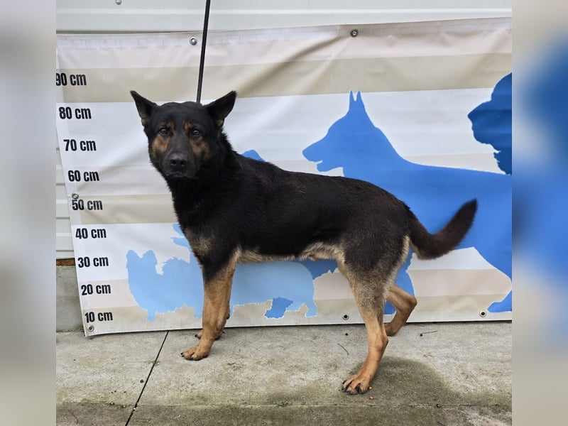 Yankee - wer will mein Best Buddy sein?