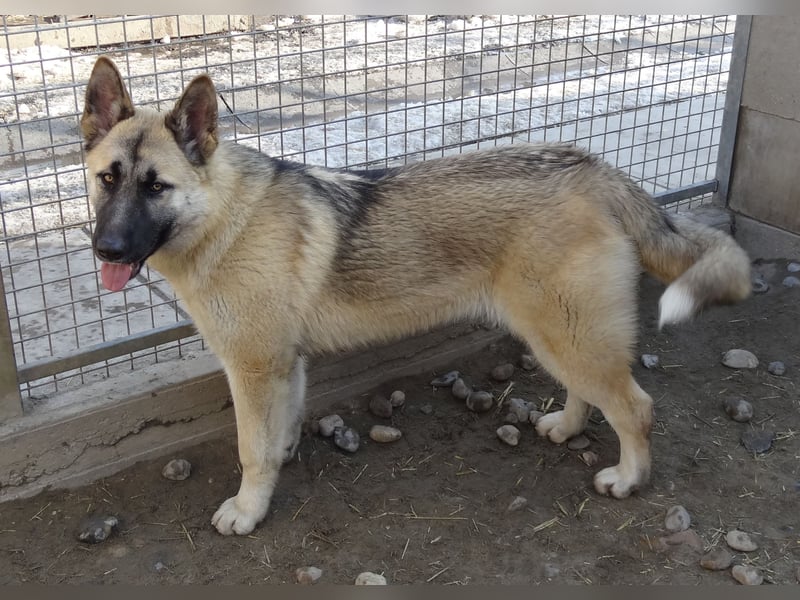 Alice - Energiebündel