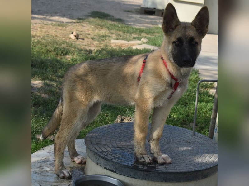 Alice - Energiebündel