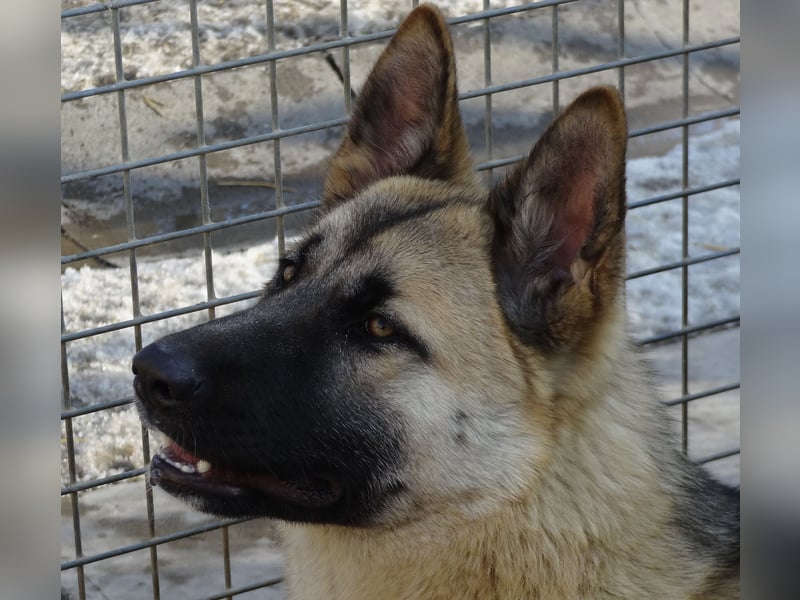 Alice - Energiebündel