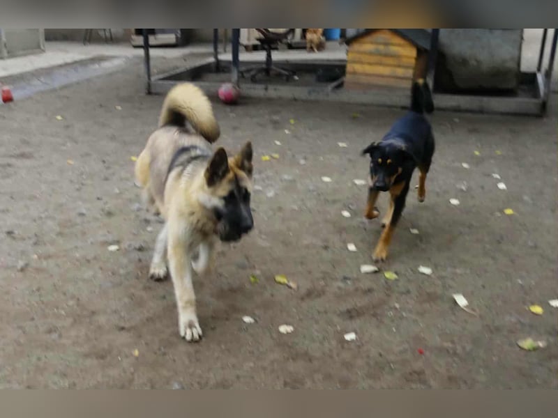 Alice - Energiebündel