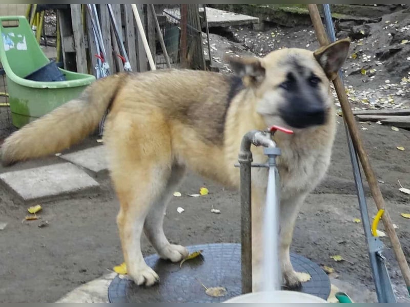 Alice - Energiebündel