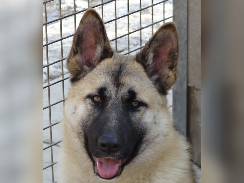 Alice - Energiebündel