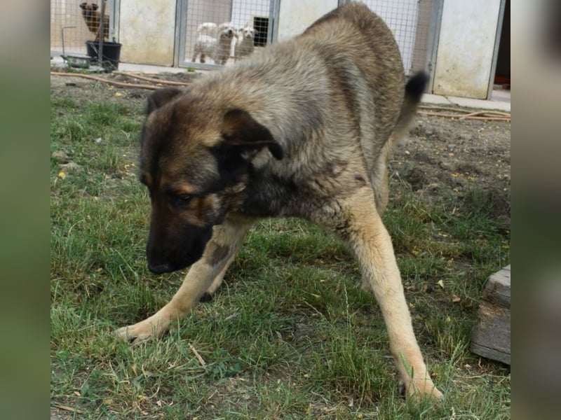 Maci die Besondere