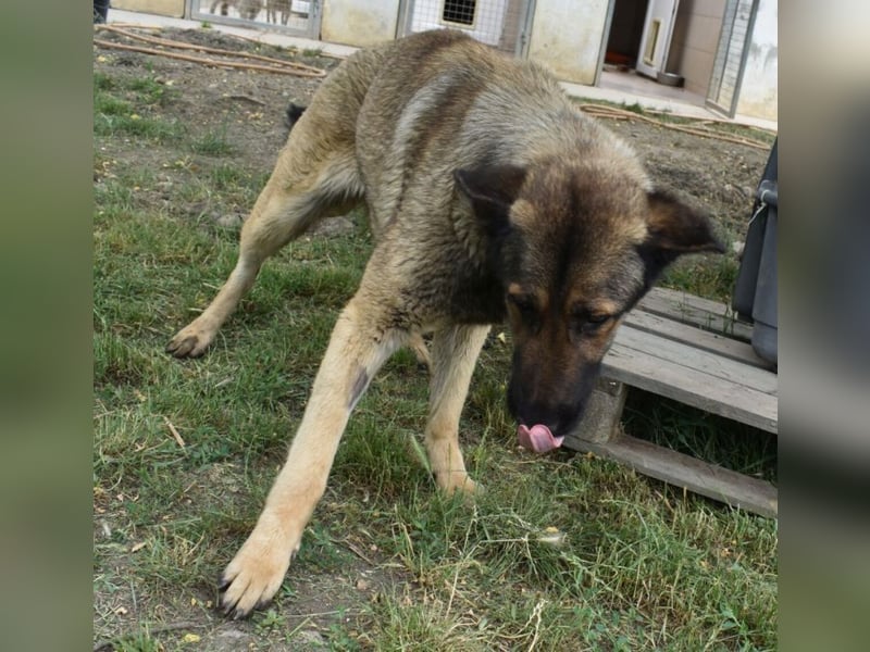 Maci die Besondere