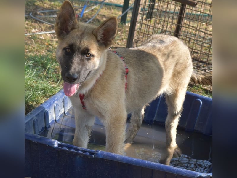 Alice - Energiebündel