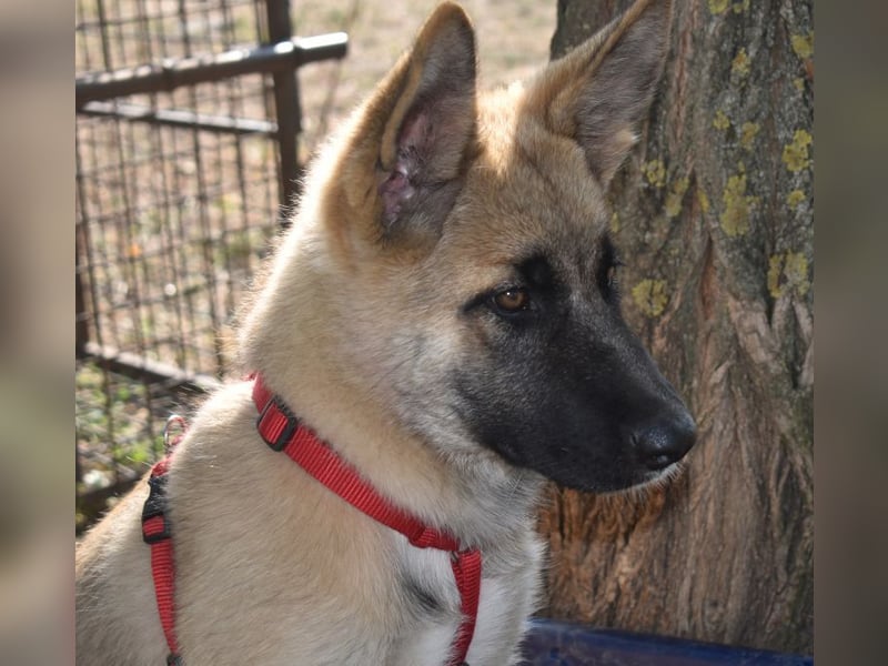 Alice - Energiebündel