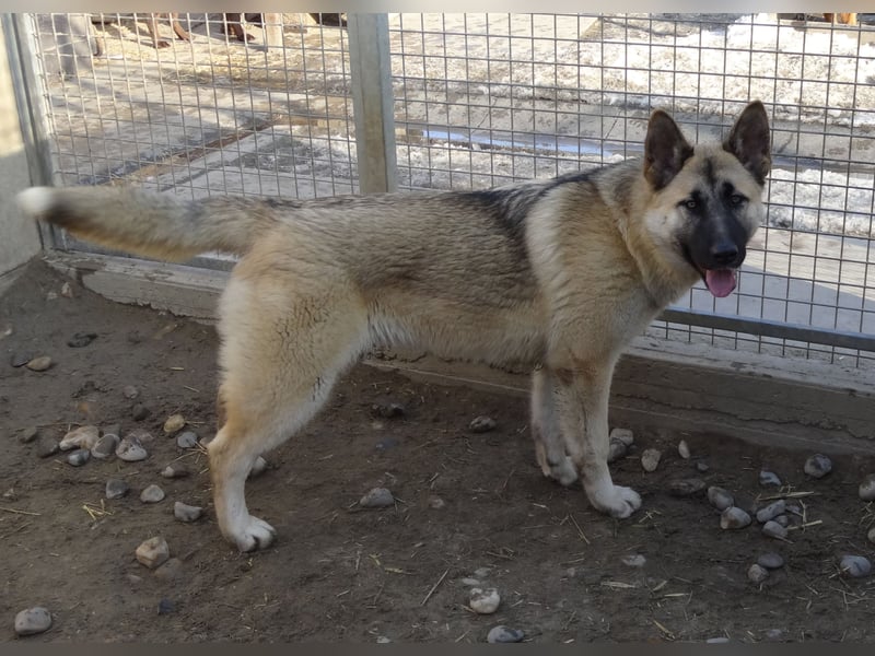 Alice - Energiebündel