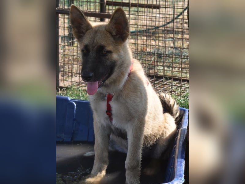 Alice - Energiebündel