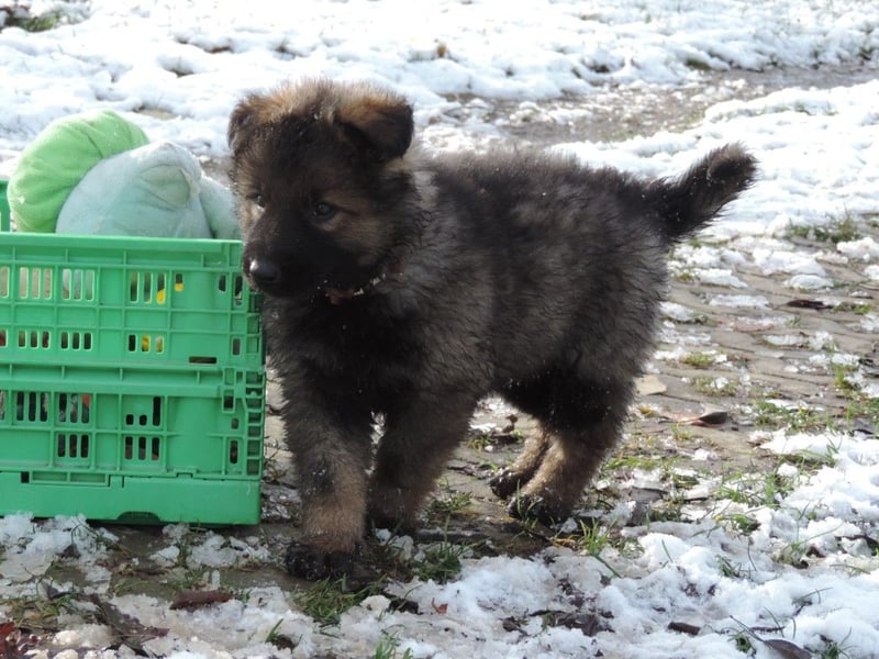 Deutsche Schäferhund Welpen Langstockhaar m.P. gerader Rücken
