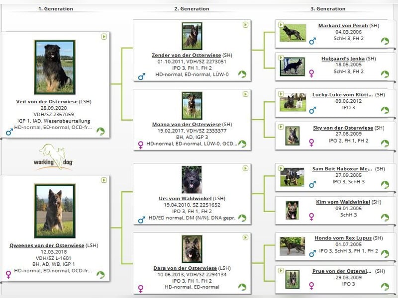 Deutsche Schäferhund Welpen Langstockhaar m.P. gerader Rücken