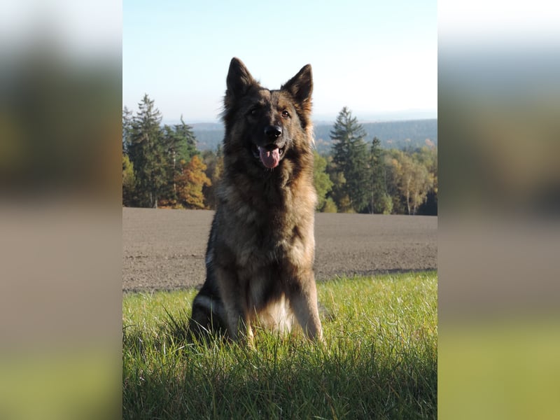 Deutsche Schäferhund Welpen Langstockhaar m.P. gerader Rücken
