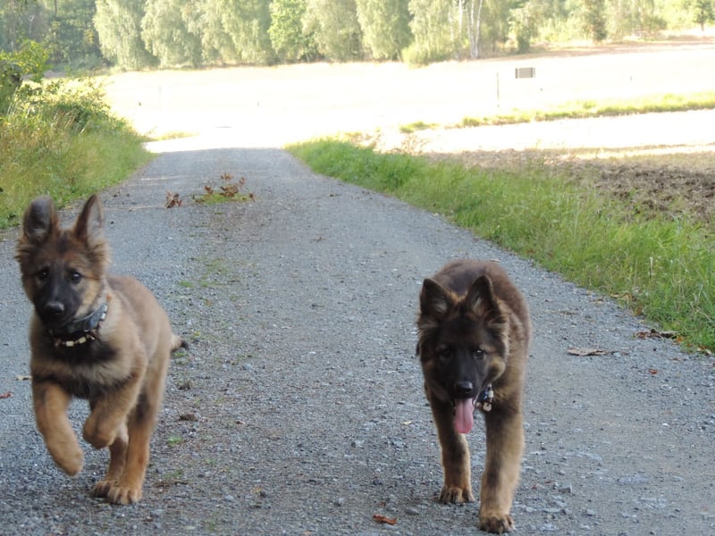 Deutsche Schäferhunde Langstockhaar m.P. gerader Rücken