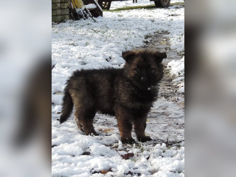 Deutsche Schäferhund Welpen Langstockhaar m.P. gerader Rücken