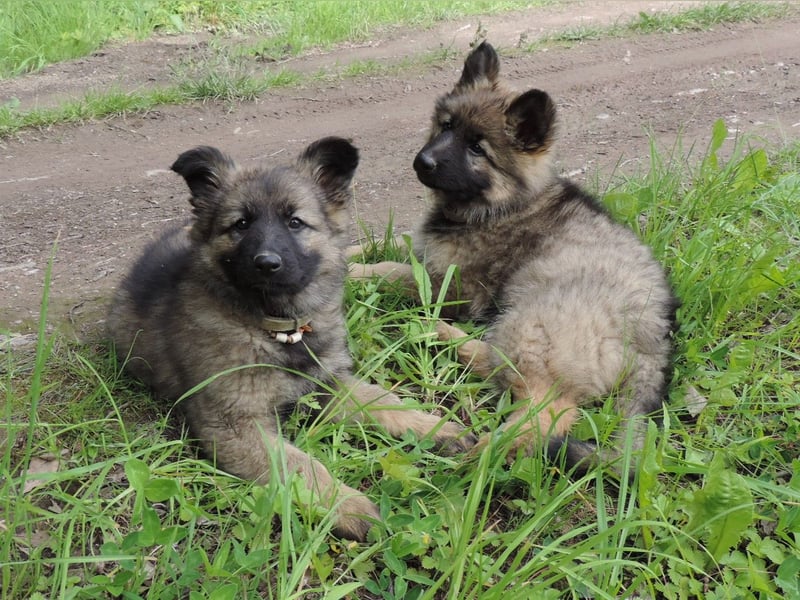 Deutsche Schäferhunde Langstockhaar m.P. gerader Rücken