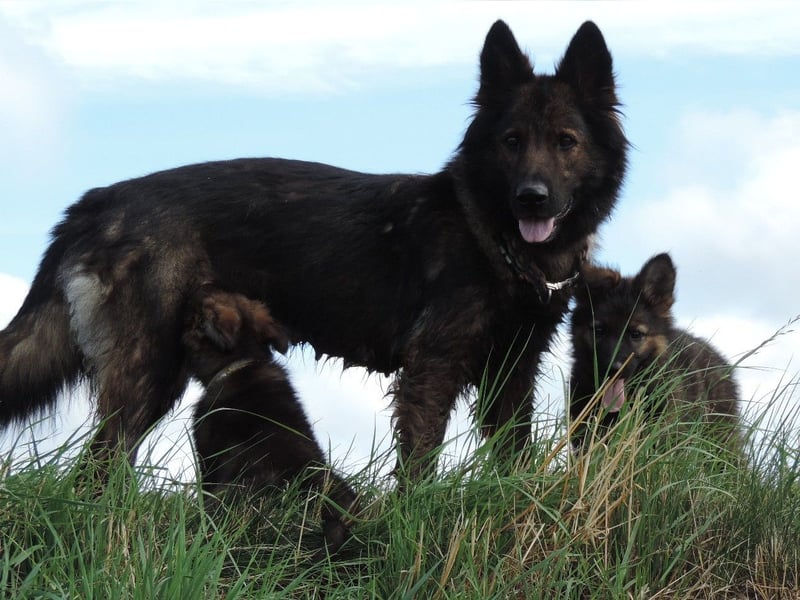 Deutsche Schäferhunde Langstockhaar m.P. gerader Rücken