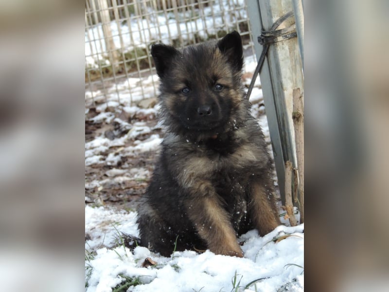 Deutsche Schäferhund Welpen Langstockhaar m.P. gerader Rücken