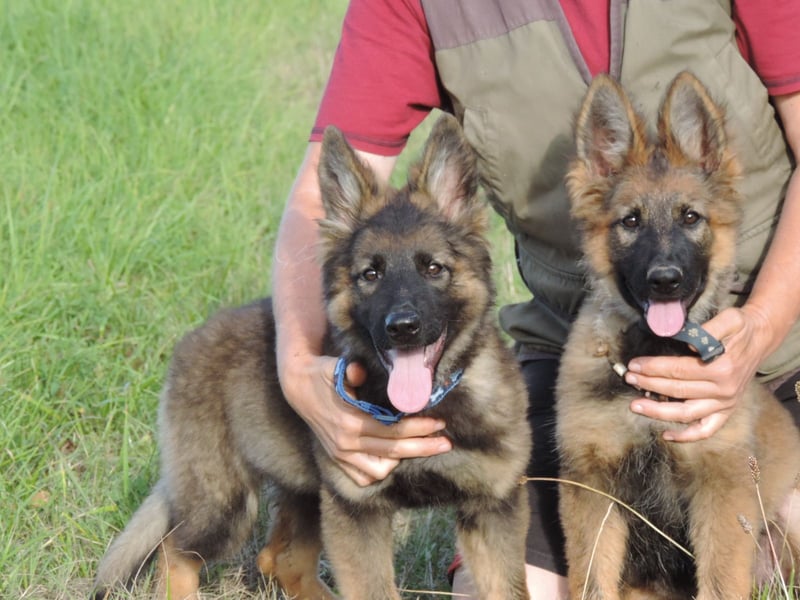 Deutsche Schäferhunde Langstockhaar m.P. gerader Rücken