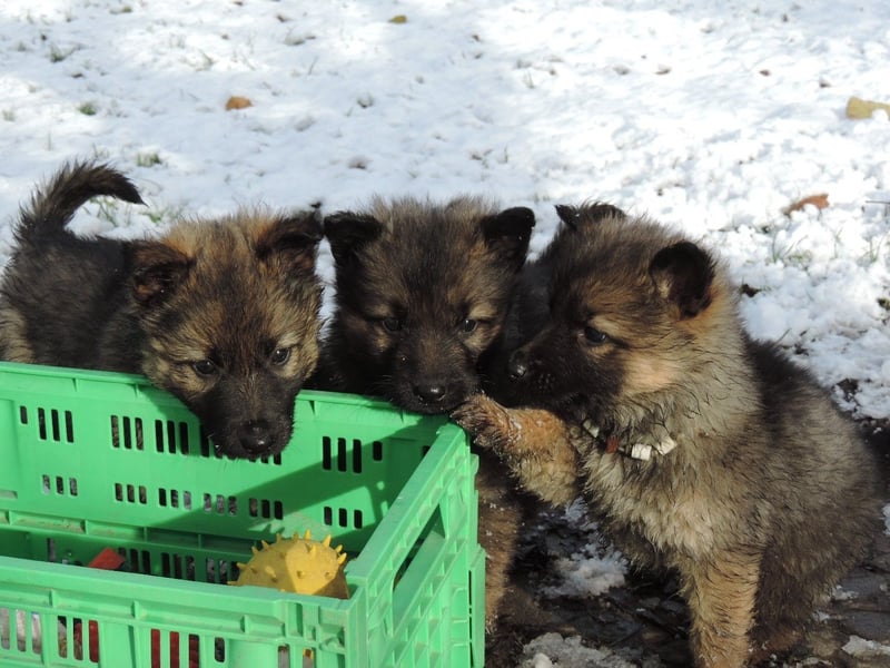 Deutsche Schäferhund Welpen Langstockhaar m.P. gerader Rücken