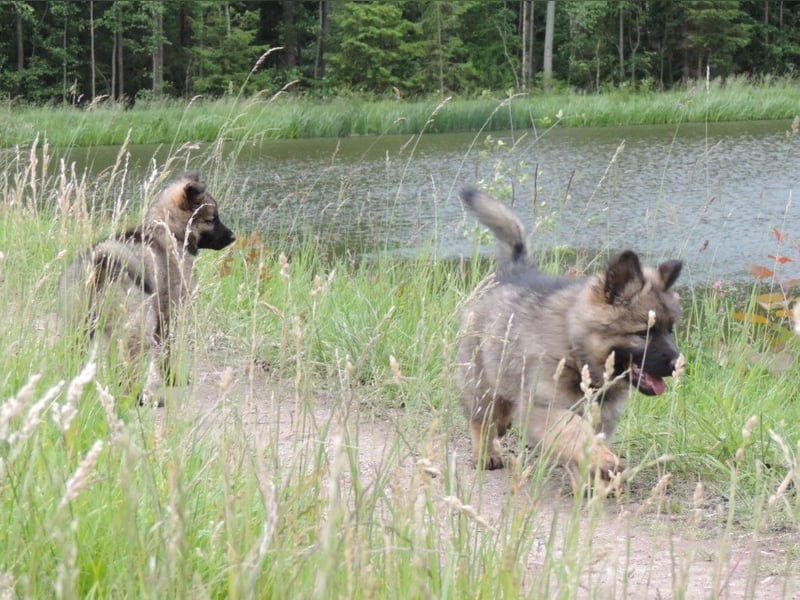 Deutsche Schäferhunde Langstockhaar m.P. gerader Rücken