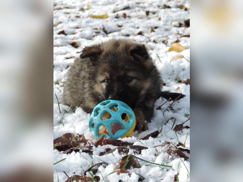 Deutsche Schäferhund Welpen Langstockhaar m.P. gerader Rücken