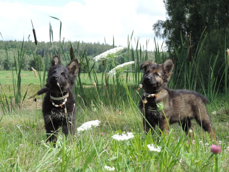 Deutsche Schäferhunde Langstockhaar m.P. gerader Rücken