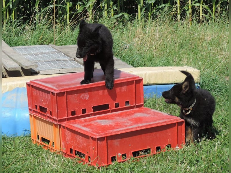 Deutsche Schäferhunde Langstockhaar m.P. gerader Rücken