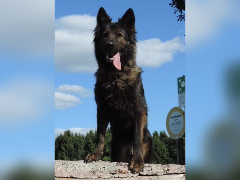 Deutsche Schäferhund Welpen Langstockhaar m.P. gerader Rücken