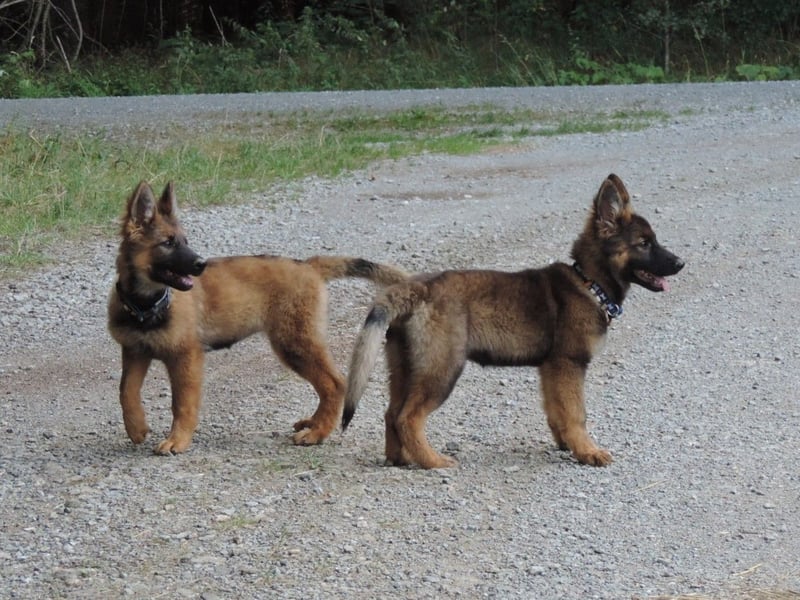 Deutsche Schäferhunde Langstockhaar m.P. gerader Rücken