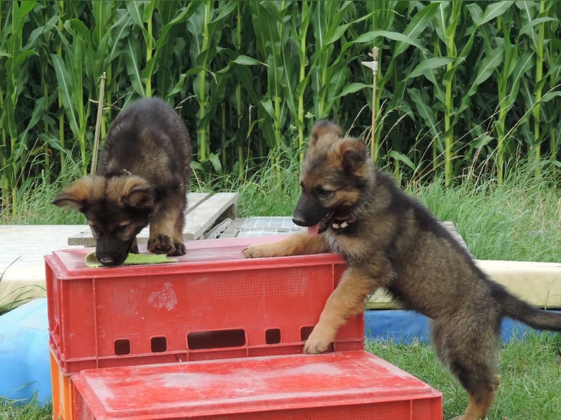 Deutsche Schäferhunde Langstockhaar m.P. gerader Rücken