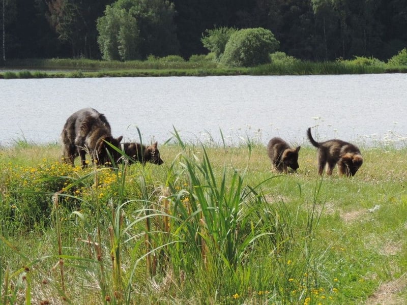 Deutsche Schäferhunde Langstockhaar m.P. gerader Rücken