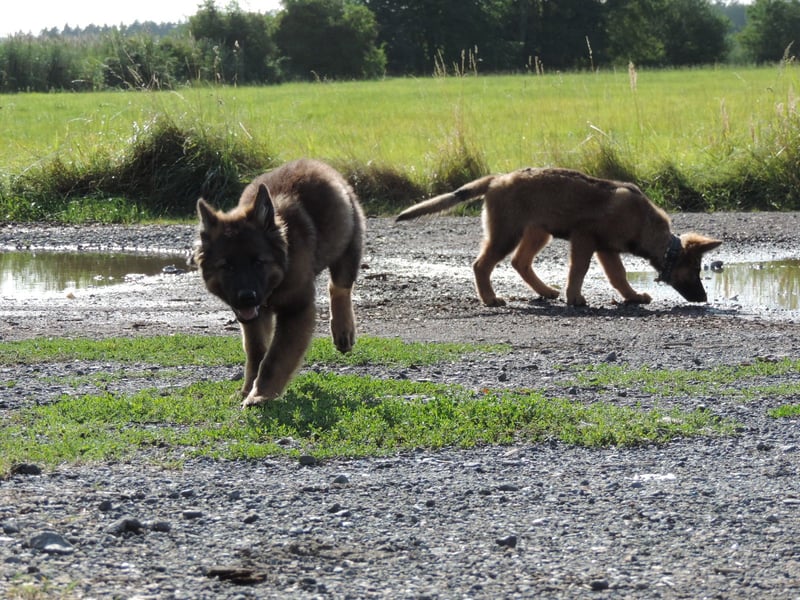 Deutsche Schäferhunde Langstockhaar m.P. gerader Rücken