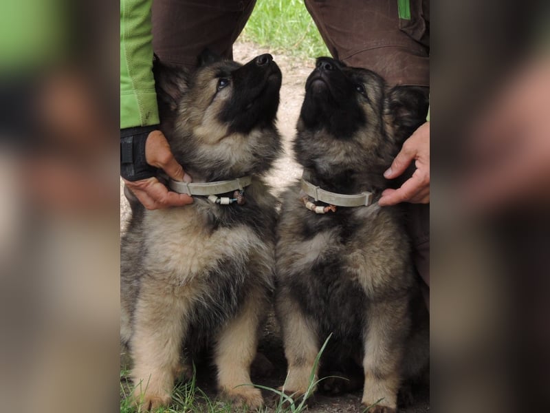 Deutsche Schäferhunde Langstockhaar m.P. gerader Rücken