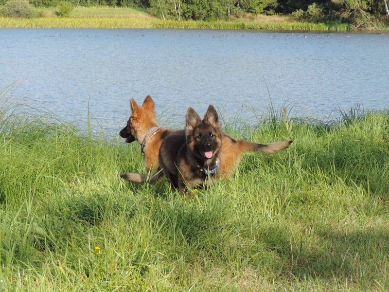 Deutsche Schäferhunde Langstockhaar m.P. gerader Rücken