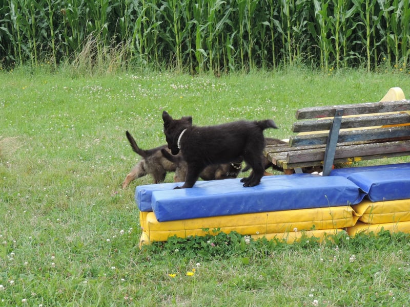 Deutsche Schäferhunde Langstockhaar m.P. gerader Rücken