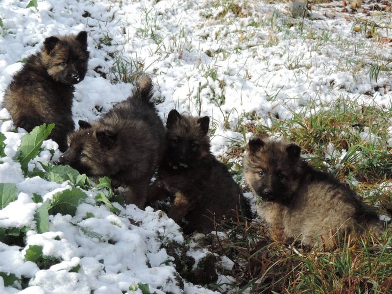 Deutsche Schäferhund Welpen Langstockhaar m.P. gerader Rücken