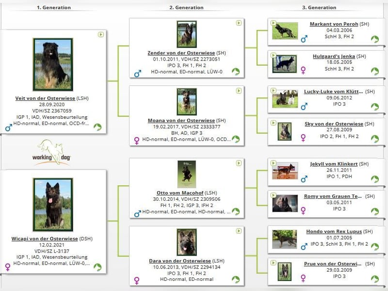 Deutsche Schäferhund Welpen Langstockhaar m.P. gerader Rücken