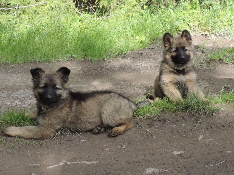 Deutsche Schäferhunde Langstockhaar m.P. gerader Rücken