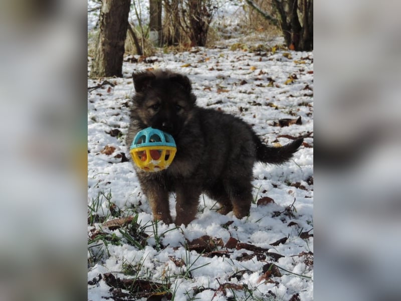 Deutsche Schäferhund Welpen Langstockhaar m.P. gerader Rücken