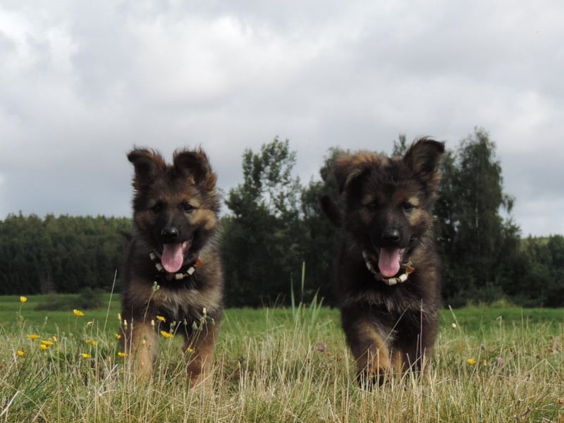 Deutsche Schäferhunde Langstockhaar m.P. gerader Rücken