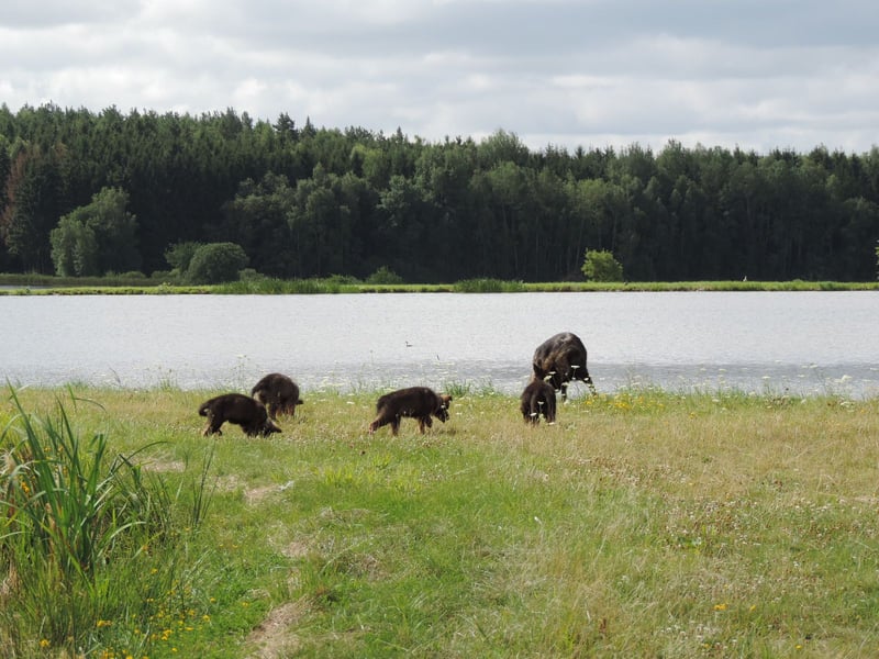 Deutsche Schäferhunde Langstockhaar m.P. gerader Rücken