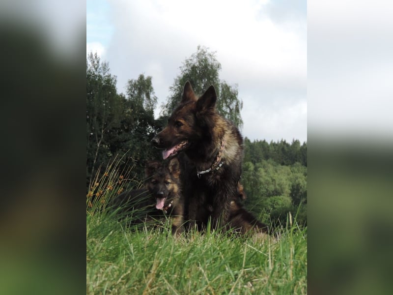 Deutsche Schäferhunde Langstockhaar m.P. gerader Rücken