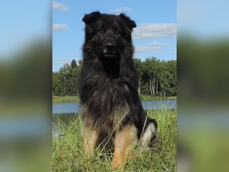 Deutsche Schäferhund Welpen Langstockhaar m.P. gerader Rücken