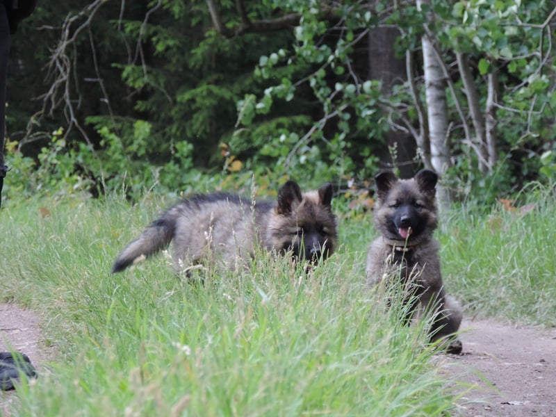 Deutsche Schäferhunde Langstockhaar m.P. gerader Rücken
