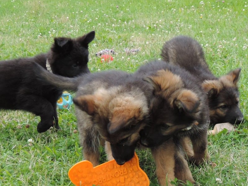 Deutsche Schäferhunde Langstockhaar m.P. gerader Rücken